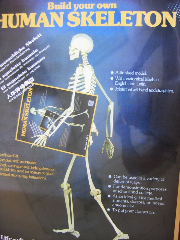 Паперова книга «Human Skeleton Model» - фото №1