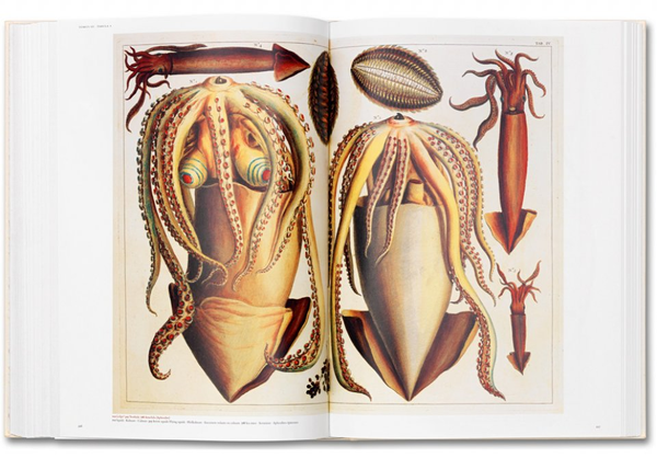 Паперова книга «Albertus Seba. Cabinet of Natural Curiosities», автор Альбертус Себа - фото №1