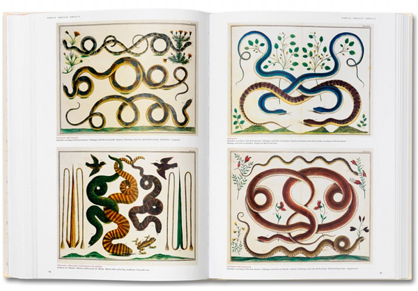 Паперова книга «Albertus Seba. Cabinet of Natural Curiosities», автор Альбертус Себа - фото №1