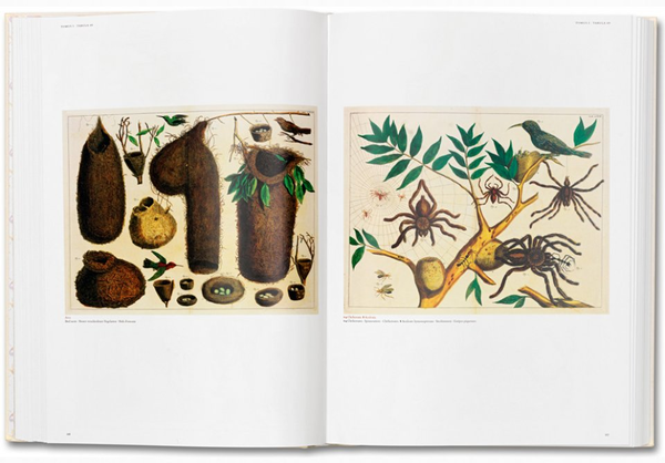 Паперова книга «Albertus Seba. Cabinet of Natural Curiosities», автор Альбертус Себа - фото №1