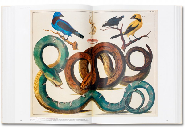 Паперова книга «Albertus Seba. Cabinet of Natural Curiosities», автор Альбертус Себа - фото №1