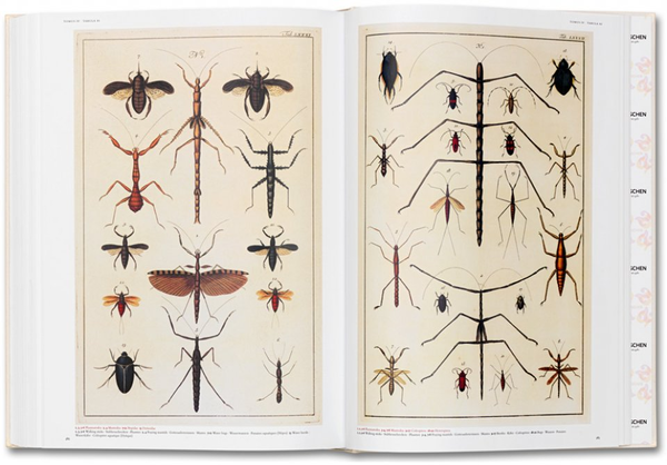 Паперова книга «Albertus Seba. Cabinet of Natural Curiosities», автор Альбертус Себа - фото №1
