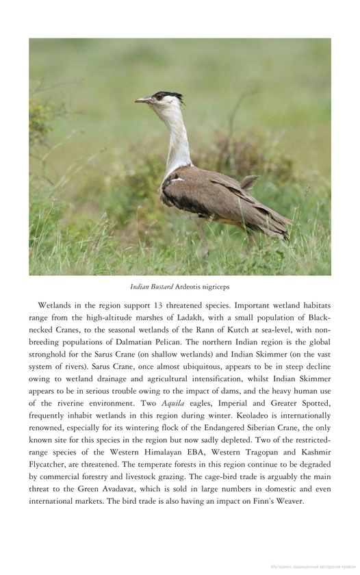 Паперова книга «Birds of Northern India», авторів Річард Ґріммет, Тім Інскіпп - фото №1
