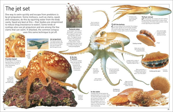Бумажная книга «Ocean», автор Миранда Маккитти - фото №1