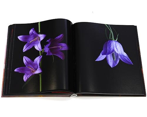 Бумажная книга «Edvard Koinberg. Herbarium Amoris: Floral Romance» - фото №1