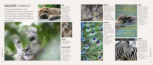 Паперова книга «How to Photograph Absolutely Everything», автор Том Енг - фото №1
