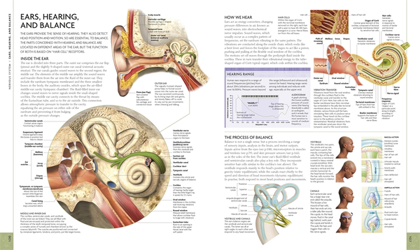 Бумажная книга «Human Body Book (+ DVD-ROM)», автор Стив Паркер - фото №1