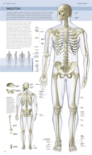Бумажная книга «Human Body Book (+ DVD-ROM)», автор Стив Паркер - фото №1