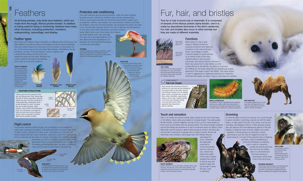 Бумажная книга «Illustrated Encyclopedia of Animal Life», автор Шарлотта Уленбрук - фото №1