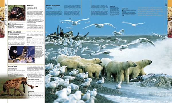Бумажная книга «Illustrated Encyclopedia of Animal Life», автор Шарлотта Уленбрук - фото №1