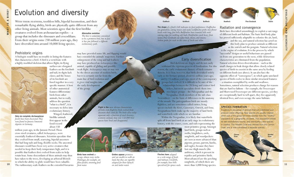 Паперова книга «RSPB Birdwatching for Beginners», автор Роб Г'юм - фото №1