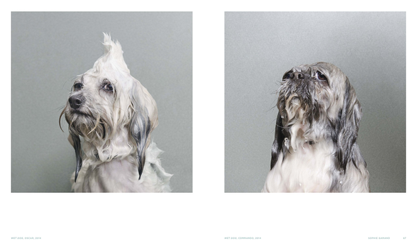 Бумажная книга «Really Good Dog Photography» - фото №1