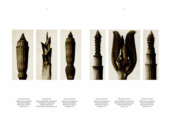 Бумажная книга «Karl Blossfeldt. The Complete Published Work», автор Ханс Христиан Адам - фото №1