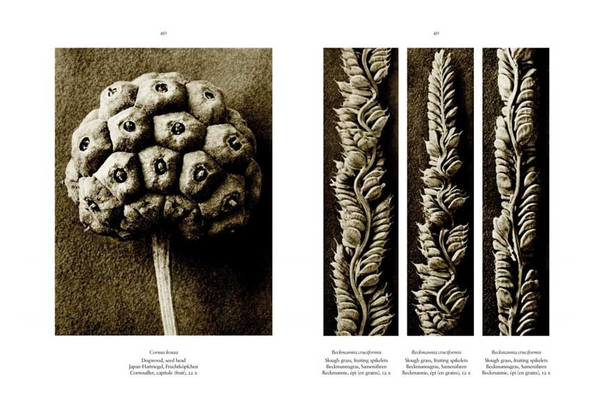 Бумажная книга «Karl Blossfeldt. The Complete Published Work», автор Ханс Христиан Адам - фото №1
