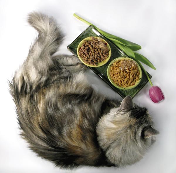 Бумажная книга «Luxury for Cats», автор Патриция Фарами - фото №1