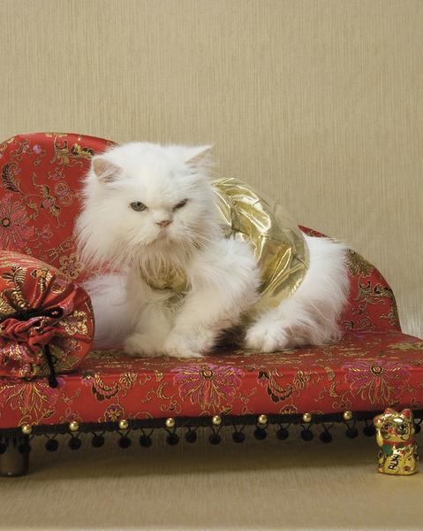 Бумажная книга «Luxury for Cats», автор Патриция Фарами - фото №1