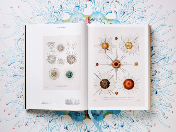Бумажная книга «The Art and Science of Ernst Haeckel», авторов Райнер Вилльманн, Джулия Восс - фото №1