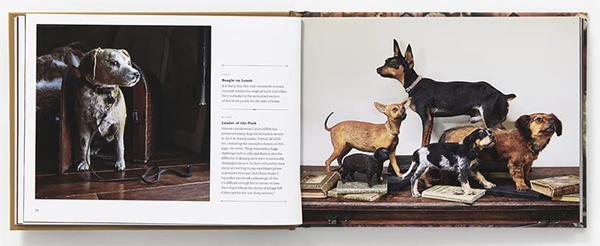 Бумажная книга «Best Friends Forever. The Greatest Collection of Taxidermy Dogs on Earth», автор Джей Ди Пауэр - фото №1