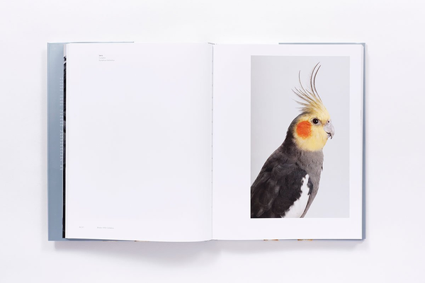 Бумажная книга «Bird Love», автор Лейла Джеффрис - фото №1