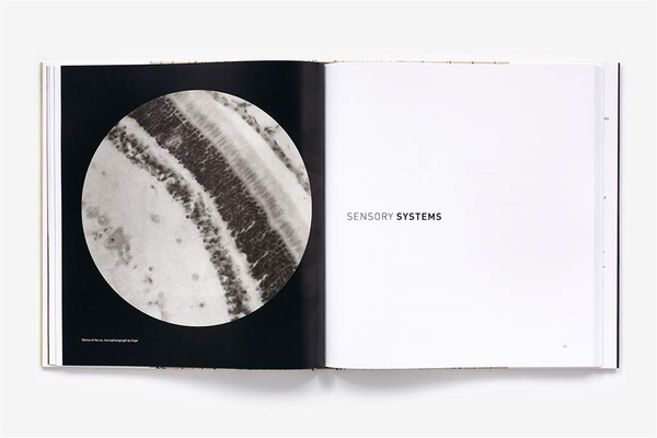 Паперова книга «The Beautiful Brain: The Drawings of Santiago Ramon y Cajal», авторів Альфонсо Араке, Ерік Ньюман, Ларрі Свенсон - фото №1