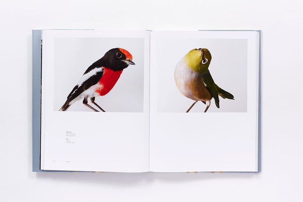 Бумажная книга «Bird Love», автор Лейла Джеффрис - фото №1