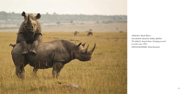 Бумажная книга «Comedy Wildlife Photography Awards», авторов Пол Джойнсон-Хикс, Том Саллам - фото №1