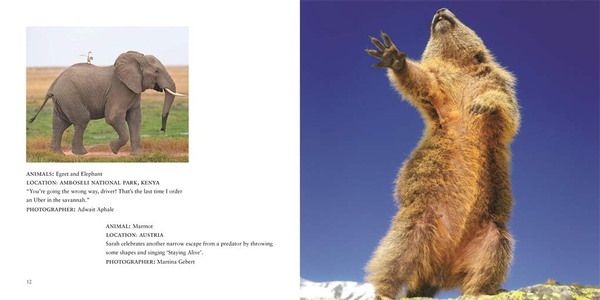 Бумажная книга «Comedy Wildlife Photography Awards», авторов Пол Джойнсон-Хикс, Том Саллам - фото №1