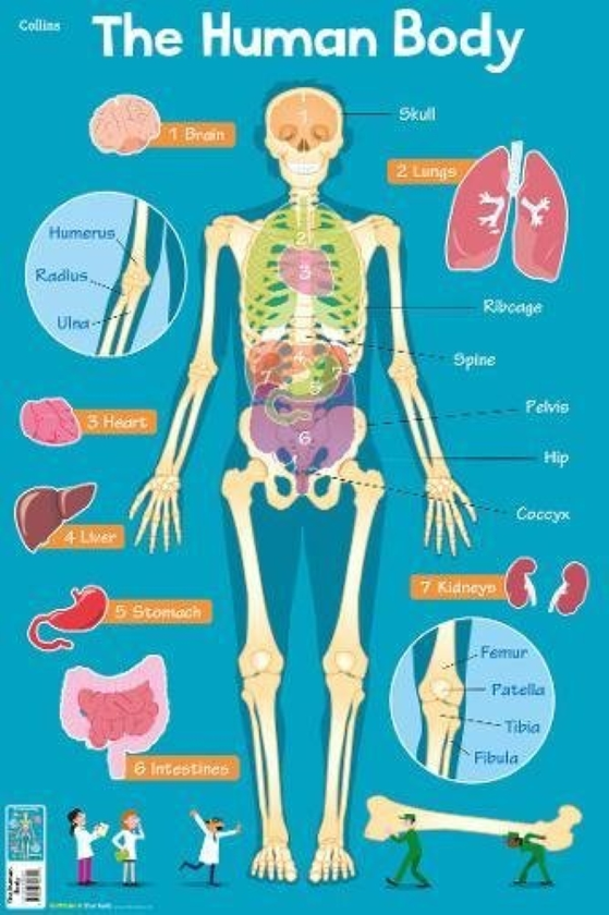 Паперова книга «Collins Children’s Poster — Human Body», автор Стів Еванс - фото №1