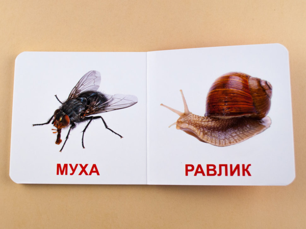 Бумажная книга «Комахи. Книжка для найменших» - фото №1