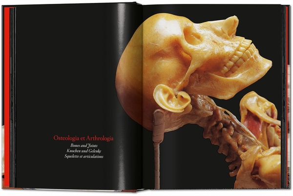 Бумажная книга «Anatomical Waxes», автор Марта Поггеси - фото №1