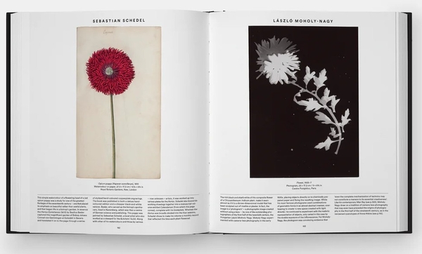 Бумажная книга «Plant: Exploring the Botanical World», автор Редакторы "Phaidon" - фото №1