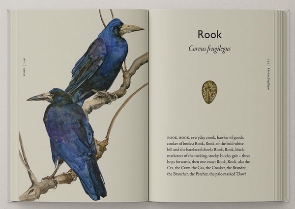 Бумажная книга «The Book of Birds: A Field Guide to Wonder and Loss», авторов Джеки Моррис, Роберт Макфарлейн - фото №1