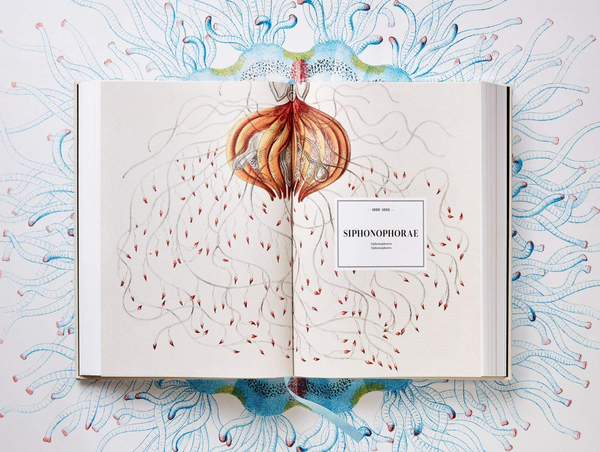 Бумажная книга «The Art and Science of Ernst Haeckel», авторов Райнер Вилльманн, Джулия Восс - фото №1