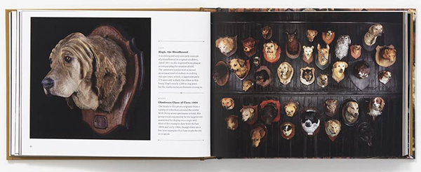 Бумажная книга «Best Friends Forever. The Greatest Collection of Taxidermy Dogs on Earth», автор Джей Ди Пауэр - фото №1