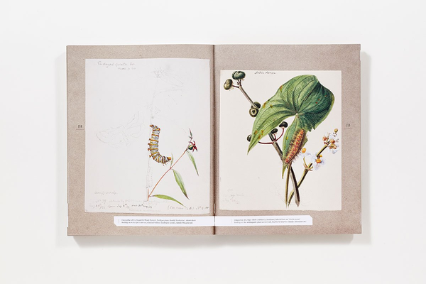 Бумажная книга «The Butterflies of North America: Titian Peale's Lost Manuscript» - фото №1