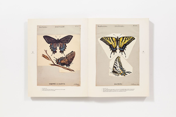 Бумажная книга «The Butterflies of North America: Titian Peale's Lost Manuscript» - фото №1