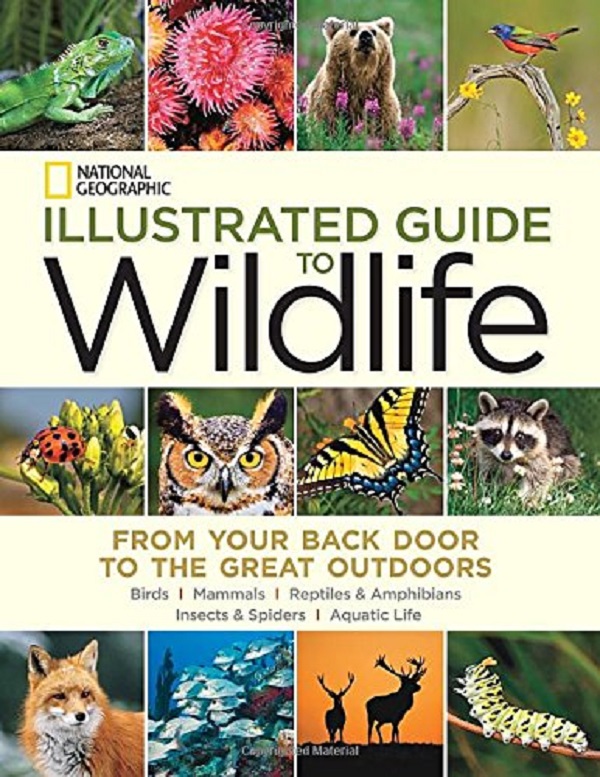 Бумажная книга «Illustrated Guide to Wildlife » - фото №1