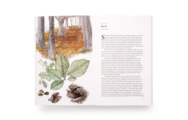 Паперова книга «Around the World in 80 Trees», автор Джонатан Дрорі - фото №1