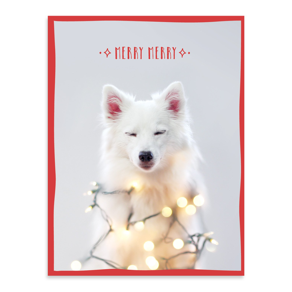 Бумажная книга «Festive Furry Friends Deluxe Notecard Collection» - фото №1