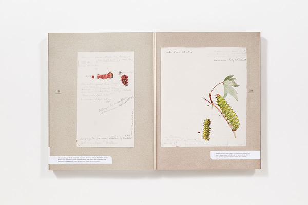 Бумажная книга «The Butterflies of North America: Titian Peale's Lost Manuscript» - фото №1