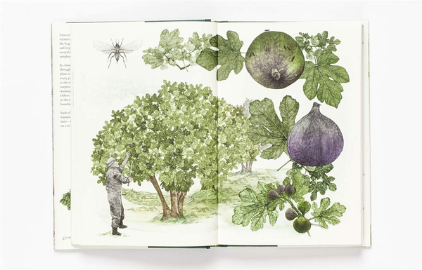 Бумажная книга «Around the World in 80 Trees», автор Джонатан Дрори - фото №1