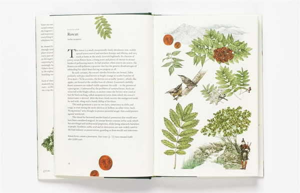 Бумажная книга «Around the World in 80 Trees», автор Джонатан Дрори - фото №1