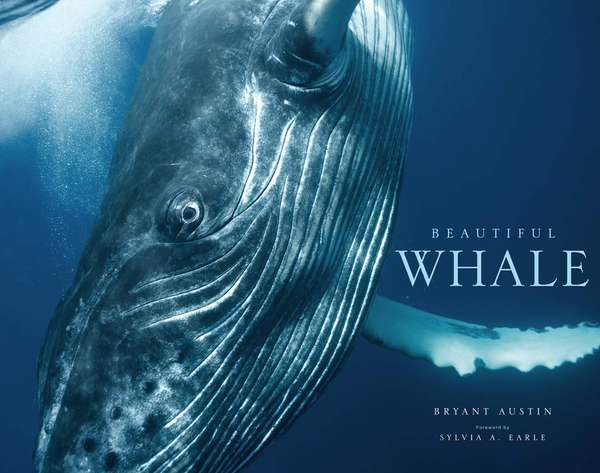 Бумажная книга «Beautiful Whale» - фото №1