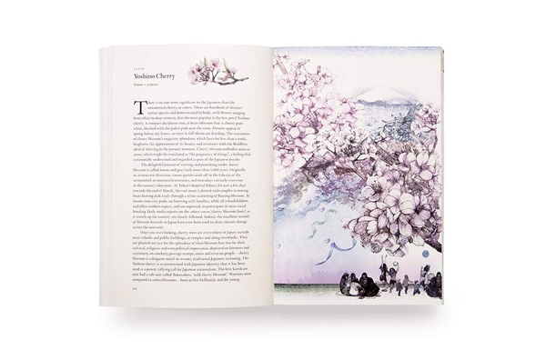 Паперова книга «Around the World in 80 Trees», автор Джонатан Дрорі - фото №1