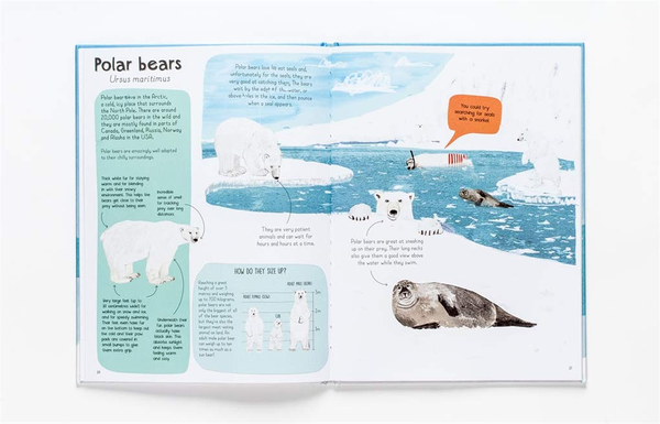 Бумажная книга «Book of Bears», автор Кэти Виггерс - фото №1