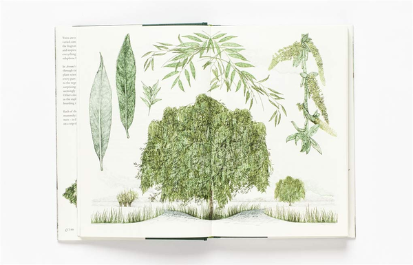 Бумажная книга «Around the World in 80 Trees», автор Джонатан Дрори - фото №1