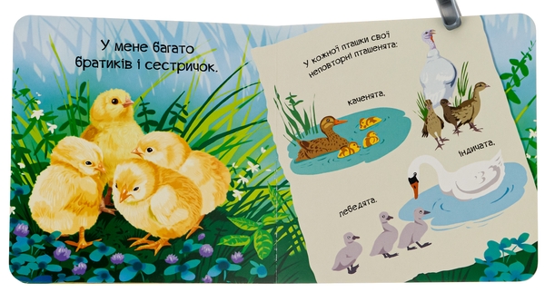 Бумажная книга «Знайомся, я курча», автор Мария Жученко - фото №1