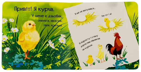 Бумажная книга «Знайомся, я курча», автор Мария Жученко - фото №1
