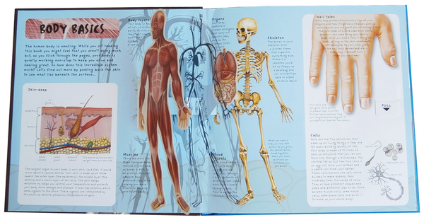 Паперова книга «Pop-Up Facts. Human Body», авторів Емілі Хокінс, Сью Харріс - фото №1