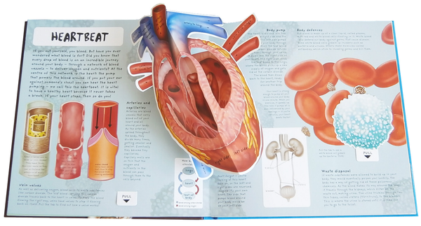 Паперова книга «Pop-Up Facts. Human Body», авторів Емілі Хокінс, Сью Харріс - фото №1